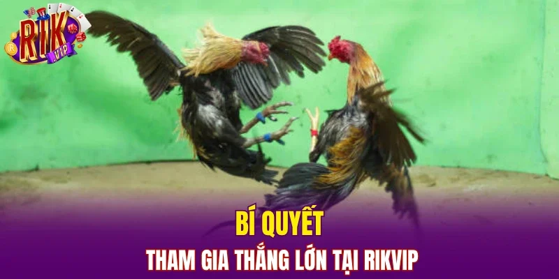 Bí quyết tham gia thắng lớn tại RIKVIP