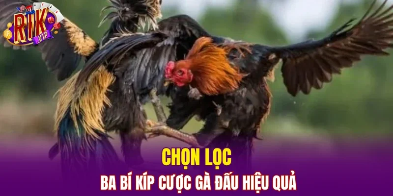 Chọn lọc ba bí kíp cược gà đấu hiệu quả