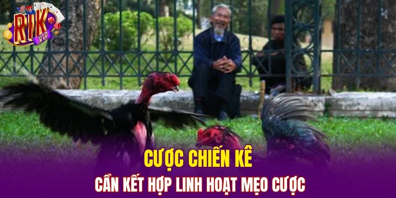 Cược chiến kê cần kết hợp linh hoạt mẹo cược