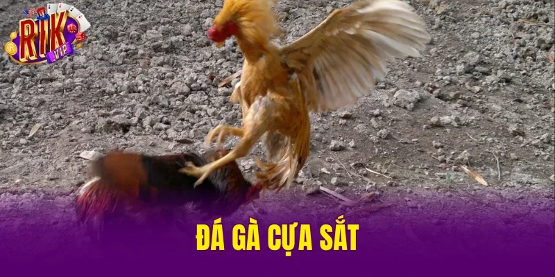 Đá Gà Cựa Sắt