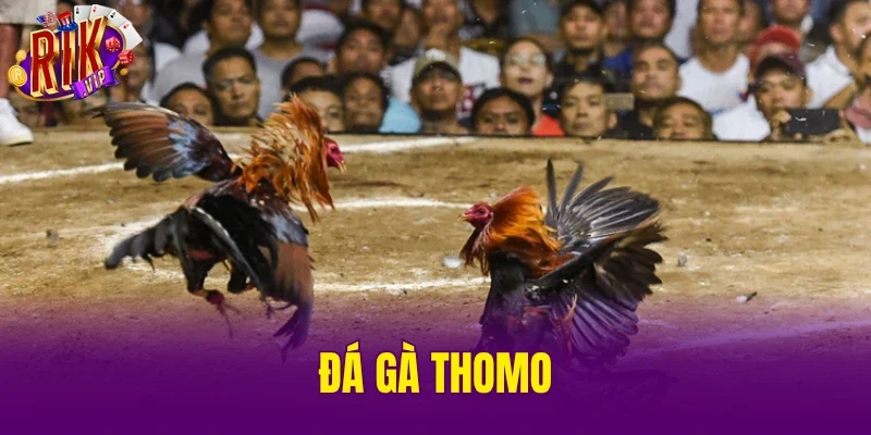 Đá Gà Thomo