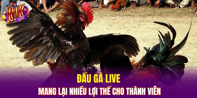 Đấu gà live mang lại nhiều lợi thế cho thành viên