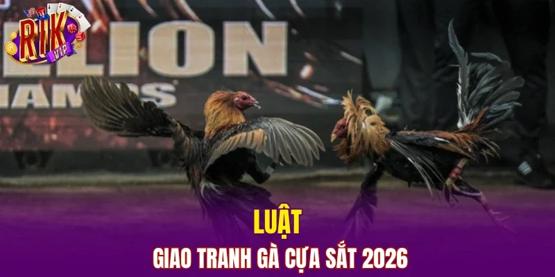 Luật giao tranh gà cựa sắt 2026