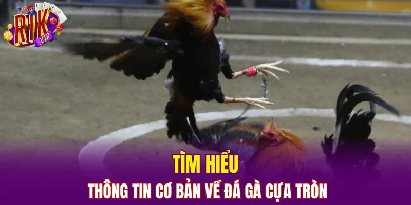 Tìm hiểu thông tin cơ bản về đá gà cựa tròn