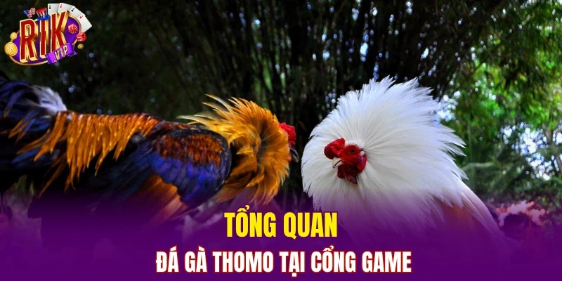Tổng quan đá gà Thomo tại cổng game
